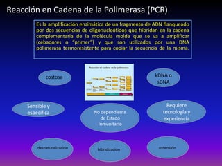 Es la amplificación enzimática de un fragmento de ADN flanqueado
por dos secuencias de oligonucleótidos que hibridan en la cadena
complementaria de la molécula molde que se va a amplificar
(cebadores o “primer”) y que son utilizados por una DNA
polimerasa termoresistente para copiar la secuencia de la misma.
desnaturalización hibridización extensión
Reacción en Cadena de la Polimerasa (PCR)
kDNA o
sDNA
costosa
Sensible y
específica
Requiere
tecnología y
experiencia
No dependiente
de Estado
Inmunitario
 