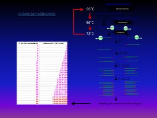 96°C
56°C
72°C
Ciclado (Amplificación)
Desnaturalización
Alineamiento
Elongación
 