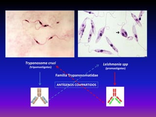 Trypanosoma cruzi
(tripomastigotes)
Leishmania spp
(promastigotes)
Familia Trypanosomatidae
ANTÍGENOS COMPARTIDOS
 