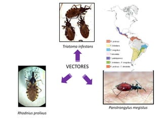 VECTORES
Triatoma infestans
Rhodnius prolixus
Panstrongylus megistus
 