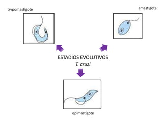 ESTADIOS EVOLUTIVOS
T. cruzi
trypomastigote amastigote
epimastigote
 