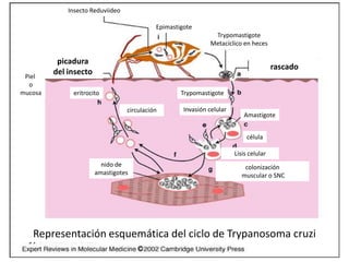 Insecto Reduviideo
Trypomastigote
Metacíclico en heces
Epimastigote
picadura
del insectoPiel
o
mucosa Trypomastigote
Invasión celular
Amastigote
eritrocito
circulación
rascado
Lisis celular
nido de
amastigotes
célula
colonización
muscular o SNC
Representación esquemática del ciclo de Trypanosoma cruzi
 