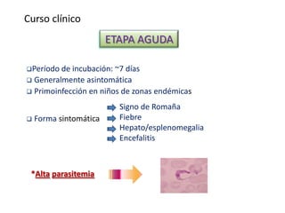Curso clínico
ETAPA AGUDA
Período de incubación: ~7 días
 Generalmente asintomática
 Primoinfección en niños de zonas endémicas
 Forma sintomática
Signo de Romaña
Fiebre
Hepato/esplenomegalia
Encefalitis
*Alta parasitemia
 