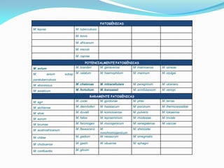 PATOGÉNICAS
M. leprae M. tuberculosis
M. bovis
M. africanum
M. microti
M. caprae
POTENCIALMENTE PATOGÉNICAS
M. avium M. branderi M. genavense M. malmoense M. simeae
M. avium subsp
paratuberculosis
M. celatum M. haemophilum M. marinum M. szulgai
M. abscessus M. chelonae M. intracellulare M. peregrinum M. ulcerans
M. asiaticum M. fortuitum M. kansassii M. scrofulaceum M. xenopi
RARAMENTE PATOGÉNICAS
M. agri M. cooki M. gordonae M. phlei M. terrae
M. aichiense M. diernhoferi M. hassiacum M. porcinum M. thermoresistible
M. alvei M. duvalii M. komossense M. pulveris M. tokaiense
M. aurum M. fallax M. lepraemirium M. rhodesiae M. triviale
M. brumae M. farcinoges M. mucogenicum M. senegalense M. vaccae
M. austroafricanum M. flavescens M.
nonchromogenicum
M. shimoidei
M. chitae M. gadium M. neoaurum M. smegmatis
M. chubuense M. gastri M. obuense M. sphagni
M. confluentis M. gilvum
 
