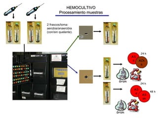 Gram Gram AS a AS an AS a ACh a 24 h 24 h 48 h + - HEMOCULTIVO Procesamiento muestras 2 frascos/toma: aerobia/anaerobia (con/sin quelante). 