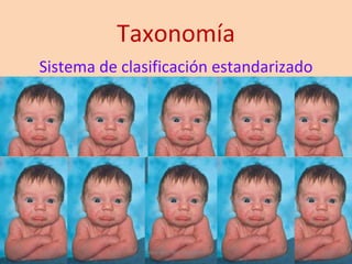 Taxonomía Sistema de clasificación estandarizado Copyright: Sandra Zapata  