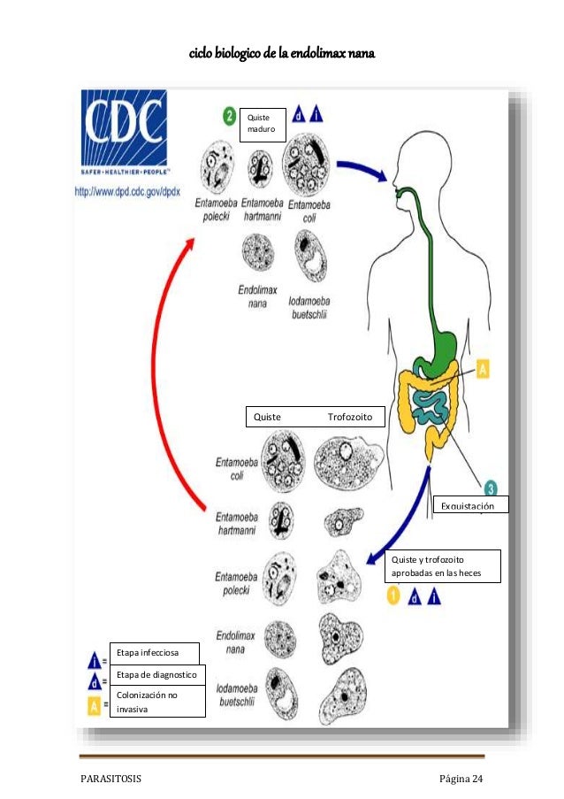 CICLO DE VIDA DE ENDOLIMAX NANA PDF