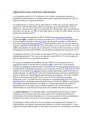 [editar] Efecto sobre el ciclo de la célula huésped

Los oncogenes virales E6 y E7 modifican el ciclo celular, consiguiendo mantener el
queratinocito diferenciado en un estado propicio para la replicación del genoma viral y la
expresión tardía de los genes estructurales.

Los papilomavirus no poseen enzimas para replicar su ADN, por lo que para replicar sus
genomas de ADN de doble hebra utilizan la maquinaria de la célula huésped. Como la
replicación vegetativa tiene lugar en los queratinocitos diferenciados, que normalmente no
se dividen y no replican su ADN, el virus debe inducir la síntesis de ADN celular: ésta es la
función de la proteína viral E7.

La proteína diana más importante de E7 es el producto del gen supresor tumoral
denominado pRb, y además las proteínas asociadas p107 y p130. La proteína pRb es uno
de los principales reguladores del ciclo celular, que funciona uniéndose e inhibiendo la
actividad del factor de transcripción E2F. Cuando pRb libera E2F, éste activa la expresión
de genes implicados en la progresión en el ciclo celular y en la síntesis de ADN. E7 se une
a pRb, inactivándolo, de manera que la célula entra en la fase S del ciclo celular y se activa
la maquinaria de replicación del ADN, necesaria para la amplificación del genoma viral.28

Los productos del gen E7 de los tipos de alto riesgo VPH 16 y 18 se unen a pRb con mayor
afinidad que proteínas E7 de virus no-oncogénicos, como VPH 6 y 11, lo cual explica en
parte las diferencias en su capacidad oncogénica.

Por su parte, el producto del gen E6 de los tipos VPH 16 y 18 se caracteriza por su
capacidad de mediar la destrucción de la proteína p53, a través de la vía proteolítica
mediada por ubiquitina. La proteína p53 es el producto de otro gen supresor tumoral, que se
ha denominado «el guardián del genoma», por su función central en la reparación del ADN
dañado y la activación de la apoptosis (muerte celular programada) cuando las lesiones no
pueden repararse. La proteína p53 es por ello fundamental para mantener la integridad del
genoma y destruir las células dañadas, potencialmente tumorigénicas. De hecho, estudios
clínicos muestran que más del 50% de los casos de cáncer en humanos presentan
mutaciones en p53. Los papilomavirus oncogénicos, el virus del simio 40 (SV40) y los
adenovirus han evolucionado generando proteínas que reconocen e inhiben la actividad de
p53, aunque utilizando diferentes mecanismos. La función principal de E6 es dirigir la
degradación de p53, de manera que se inhibe la apoptosis de la célula infectada,
manteniéndola con vida hasta que ha generado una cantidad suficiente de progenie viral.28

La acción conjunta de E7 (inhibiendo pRb) y E6 (degradando p53) produce un efecto
sinergístico en la activación del ciclo celular, dando como resultado la proliferación
descontrolada de las células infectadas por el virus que, asociado al efecto anti-apoptótico
resultante de la inactivación de p53, es una potente combinación oncogénica.

Sin embargo, el objetivo final del virus no es inducir una transformación maligna en la
célula huésped, sino replicar su genoma para finalizar un ciclo de vida productivo; y para
replicarse en células diferenciadas, el virus debe actuar sobre las vías indicadas. Las células
 