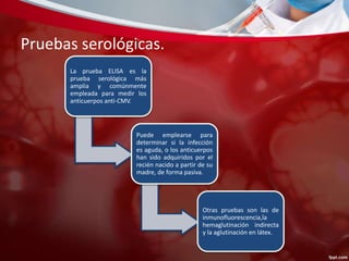 Pruebas serológicas. 
La prueba ELISA es la 
prueba serológica más 
amplia y comúnmente 
empleada para medir los 
anticuerpos anti-CMV. 
Puede emplearse para 
determinar si la infección 
es aguda, o los anticuerpos 
han sido adquiridos por el 
recién nacido a partir de su 
madre, de forma pasiva. 
Otras pruebas son las de 
inmunofluorescencia,la 
hemaglutinación indirecta 
y la aglutinación en látex. 
 