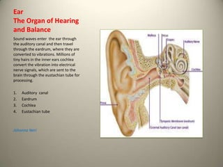 Ear
The Organ of Hearing
and Balance
Sound waves enter the ear through
the auditory canal and then travel
through the eardrum, where they are
converted to vibrations. Millions of
tiny hairs in the inner ears cochlea
convert the vibration into electrical
nerve signals, which are sent to the
brain through the eustachian tube for
processing.

1.   Auditory canal
2.   Eardrum
3.   Cochlea
4.   Eustachian tube



Johanna Neri
 