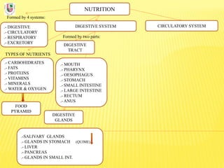 NUTRITION
Formed by 4 systems:
.- DIGESTIVE
.- CIRCULATORY
.- RESPIRATORY
.- EXCRETORY
DIGESTIVE SYSTEM
TYPES OF NUTRIENTS
.- CARBOHIDRATES
.- FATS
.- PROTEINS
.- VITAMINS
.- MINERALS
.- WATER & OXYGEN
Formed by two parts:
DIGESTIVE
TRACT
CIRCULATORY SYSTEM
DIGESTIVE
GLANDS
.- MOUTH
.- PHARYNX
.- OESOPHAGUS
.- STOMACH
.- SMALL INTESTINE
.- LARGE INTESTINE
.- RECTUM
.- ANUS
.-SALIVARY GLANDS
.- GLANDS IN STOMACH (QUIME)
.- LIVER
.- PANCREAS
.- GLANDS IN SMALL INT.
FOOD
PYRAMID
 