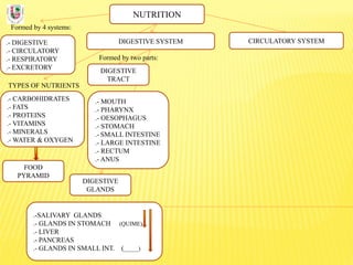 NUTRITION
Formed by 4 systems:
.- DIGESTIVE
.- CIRCULATORY
.- RESPIRATORY
.- EXCRETORY
DIGESTIVE SYSTEM
TYPES OF NUTRIENTS
.- CARBOHIDRATES
.- FATS
.- PROTEINS
.- VITAMINS
.- MINERALS
.- WATER & OXYGEN
Formed by two parts:
DIGESTIVE
TRACT
CIRCULATORY SYSTEM
DIGESTIVE
GLANDS
.- MOUTH
.- PHARYNX
.- OESOPHAGUS
.- STOMACH
.- SMALL INTESTINE
.- LARGE INTESTINE
.- RECTUM
.- ANUS
.-SALIVARY GLANDS
.- GLANDS IN STOMACH (QUIME)
.- LIVER
.- PANCREAS
.- GLANDS IN SMALL INT. (_____)
FOOD
PYRAMID
 