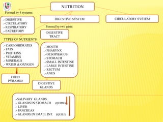 NUTRITION
Formed by 4 systems:
.- DIGESTIVE
.- CIRCULATORY
.- RESPIRATORY
.- EXCRETORY
DIGESTIVE SYSTEM
TYPES OF NUTRIENTS
.- CARBOHIDRATES
.- FATS
.- PROTEINS
.- VITAMINS
.- MINERALS
.- WATER & OXYGEN
Formed by two parts:
DIGESTIVE
TRACT
CIRCULATORY SYSTEM
DIGESTIVE
GLANDS
.- MOUTH
.- PHARYNX
.- OESOPHAGUS
.- STOMACH
.- SMALL INTESTINE
.- LARGE INTESTINE
.- RECTUM
.- ANUS
.-SALIVARY GLANDS
.- GLANDS IN STOMACH (QUIME)
.- LIVER
.- PANCREAS
.- GLANDS IN SMALL INT. (QUILE)
FOOD
PYRAMID
 