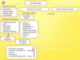 NUTRITION
Formed by 4 systems:
.- DIGESTIVE
.- CIRCULATORY
.- RESPIRATORY
.- EXCRETORY
DIGESTIVE SYSTEM
TYPES OF NUTRIENTS
.- CARBOHIDRATES
.- FATS
.- PROTEINS
.- VITAMINS
.- MINERALS
.- WATER & OXYGEN
Formed by two parts:
DIGESTIVE
TRACT
CIRCULATORY SYSTEM
DIGESTIVE
GLANDS
.- MOUTH
.- PHARYNX
.- OESOPHAGUS
.- STOMACH
.- SMALL INTESTINE
.- LARGE INTESTINE
.- RECTUM
.- ANUS
.-SALIVARY GLANDS
.- GLANDS IN STOMACH (QUIME)
.- LIVER
.- PANCREAS
.- GLANDS IN SMALL INT. (QUILE)
FOOD
PYRAMID
Formed by :
 