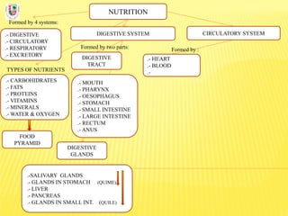 NUTRITION
Formed by 4 systems:
.- DIGESTIVE
.- CIRCULATORY
.- RESPIRATORY
.- EXCRETORY
DIGESTIVE SYSTEM
TYPES OF NUTRIENTS
.- CARBOHIDRATES
.- FATS
.- PROTEINS
.- VITAMINS
.- MINERALS
.- WATER & OXYGEN
Formed by two parts:
DIGESTIVE
TRACT
CIRCULATORY SYSTEM
DIGESTIVE
GLANDS
.- MOUTH
.- PHARYNX
.- OESOPHAGUS
.- STOMACH
.- SMALL INTESTINE
.- LARGE INTESTINE
.- RECTUM
.- ANUS
.-SALIVARY GLANDS
.- GLANDS IN STOMACH (QUIME)
.- LIVER
.- PANCREAS
.- GLANDS IN SMALL INT. (QUILE)
FOOD
PYRAMID
.- HEART
.- BLOOD
.-
Formed by :
 