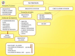 NUTRITION
Formed by 4 systems:
.- DIGESTIVE
.- CIRCULATORY
.- RESPIRATORY
.- EXCRETORY
DIGESTIVE SYSTEM
TYPES OF NUTRIENTS
.- CARBOHIDRATES
.- FATS
.- PROTEINS
.- VITAMINS
.- MINERALS
.- WATER & OXYGEN
Formed by two parts:
DIGESTIVE
TRACT
CIRCULATORY SYSTEM
DIGESTIVE
GLANDS
.- MOUTH
.- PHARYNX
.- OESOPHAGUS
.- STOMACH
.- SMALL INTESTINE
.- LARGE INTESTINE
.- RECTUM
.- ANUS
.-SALIVARY GLANDS
.- GLANDS IN STOMACH (QUIME)
.- LIVER
.- PANCREAS
.- GLANDS IN SMALL INT. (QUILE)
FOOD
PYRAMID
.- HEART
.- BLOOD
.- BLOOD VESSELS
Formed by :
HEART
 