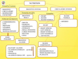 NUTRITION
Formed by 4 systems:
.- DIGESTIVE
.- CIRCULATORY
.- RESPIRATORY
.- EXCRETORY
DIGESTIVE SYSTEM
TYPES OF NUTRIENTS
.- CARBOHIDRATES
.- FATS
.- PROTEINS
.- VITAMINS
.- MINERALS
.- WATER & OXYGEN
Formed by two parts:
DIGESTIVE
TRACT
CIRCULATORY SYSTEM
DIGESTIVE
GLANDS
.- MOUTH
.- PHARYNX
.- OESOPHAGUS
.- STOMACH
.- SMALL INTESTINE
.- LARGE INTESTINE
.- RECTUM
.- ANUS
.-SALIVARY GLANDS
.- GLANDS IN STOMACH (QUIME)
.- LIVER
.- PANCREAS
.- GLANDS IN SMALL INT. (QUILE)
FOOD
PYRAMID
BLOOD
COMPONENTS
.- PLASMA
.- RED BLOOD CELLS
.- WHITE BLOOD CELLS
.- PLATELETS
BLOOD
VESSELS
.- ARTERIES
.-
.-
.- HEART
.- BLOOD
.- BLOOD VESSELS
Formed by :
.- RIGHT ATRIUM
.- LEFT ATRIUM
.- RIGHT VETRICLE
.- LEFT VENTRICLE
.- and VALVES.
HEART
 