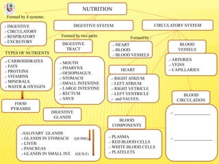 NUTRITION
Formed by 4 systems:
.- DIGESTIVE
.- CIRCULATORY
.- RESPIRATORY
.- EXCRETORY
DIGESTIVE SYSTEM
TYPES OF NUTRIENTS
.- CARBOHIDRATES
.- FATS
.- PROTEINS
.- VITAMINS
.- MINERALS
.- WATER & OXYGEN
Formed by two parts:
DIGESTIVE
TRACT
CIRCULATORY SYSTEM
DIGESTIVE
GLANDS
.- MOUTH
.- PHARYNX
.- OESOPHAGUS
.- STOMACH
.- SMALL INTESTINE
.- LARGE INTESTINE
.- RECTUM
.- ANUS
.-SALIVARY GLANDS
.- GLANDS IN STOMACH (QUIME)
.- LIVER
.- PANCREAS
.- GLANDS IN SMALL INT. (QUILE)
FOOD
PYRAMID
BLOOD
COMPONENTS
.- PLASMA
.- RED BLOOD CELLS
.- WHITE BLOOD CELLS
.- PLATELETS
BLOOD
VESSELS
.- ARTERIES
.- VEINS
.- CAPILLARIES
.- HEART
.- BLOOD
.- BLOOD VESSELS
Formed by :
.- RIGHT ATRIUM
.- LEFT ATRIUM
.- RIGHT VETRICLE
.- LEFT VENTRICLE
.- and VALVES.
HEART
BLOOD
CIRCULATION
.- _________________
.- __________________
 