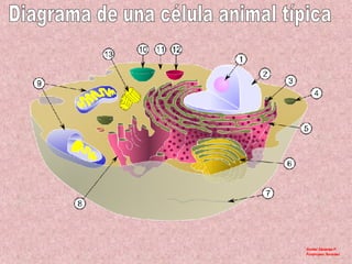 Diagrama de una célula animal típica 