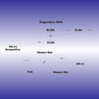 Diagnóstico SIDA ELISA (+) ELISA ( - ) ELISA ( - ) (+) VIH (+) Seropositivo Western Blot (+) ( - ) ¿? VIH (+) Western Blot PCR