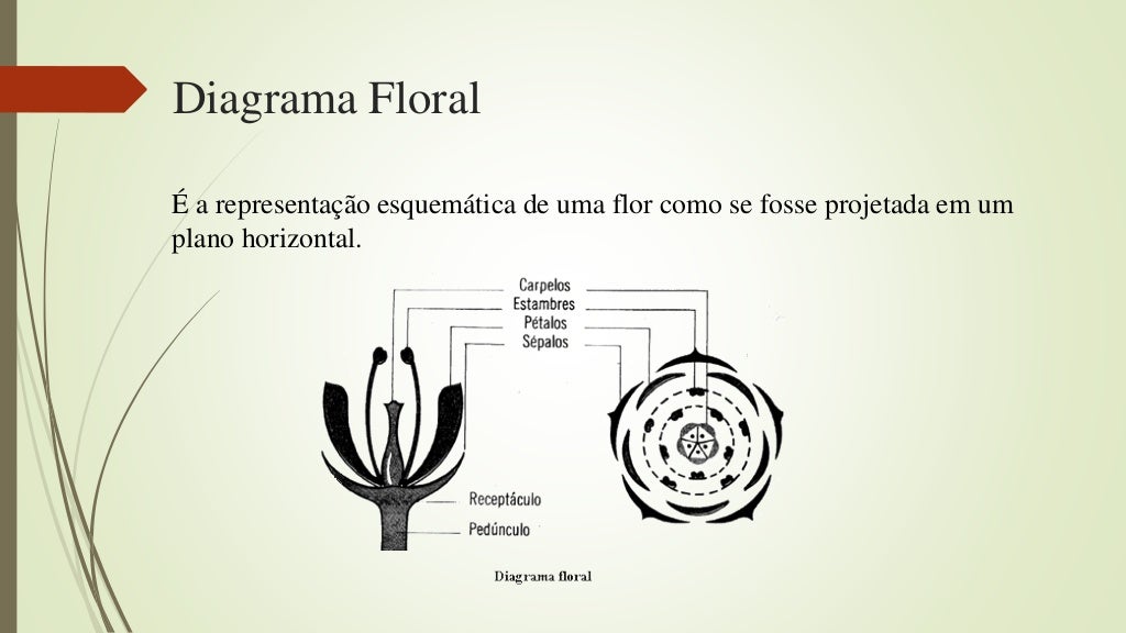 Diagrama floral e fórmula floral