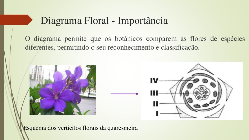 Diagrama floral e fórmula floral