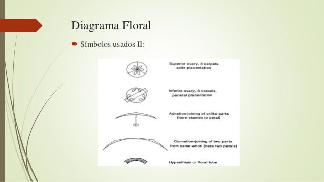 Diagrama floral e fórmula floral