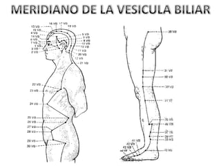 MERIDIANO DE LA VESICULA BILIAR