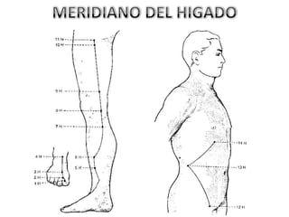 MERIDIANO DEL HIGADO