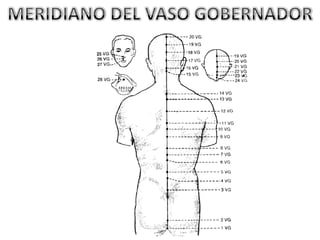MERIDIANO DEL VASO GOBERNADOR