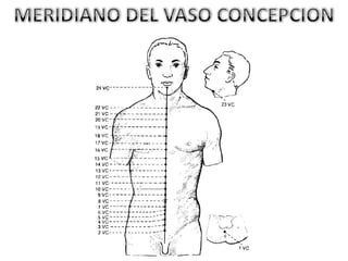 MERIDIANO DEL VASO CONCEPCION