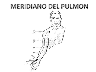 MERIDIANO DEL PULMON