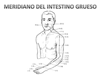 MERIDIANO DEL INTESTINO GRUESO
