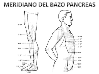 MERIDIANO DEL BAZO PANCREAS