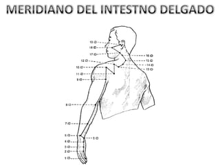 MERIDIANO DEL INTESTNO DELGADO