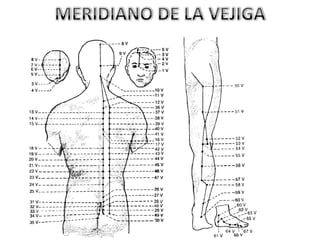 MERIDIANO DE LA VEJIGA