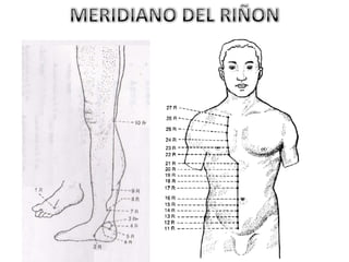 MERIDIANO DEL RIÑON