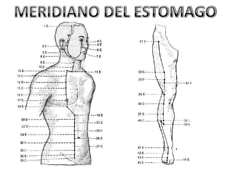 Resultado de imagen para CANAL DE ESTOMAGO   ACUPUNTURA