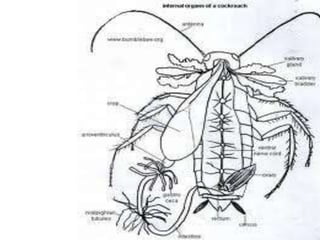 Cockroach Intestines Diagram of alimentary and digestive glands in cockroach | PPTX