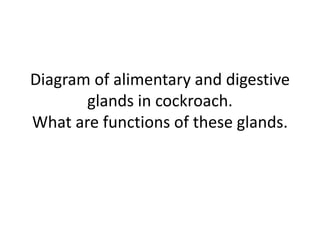 Diagram of alimentary and digestive
       glands in cockroach.
What are functions of these glands.
 