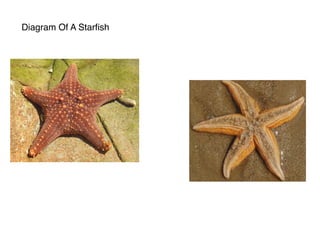 Diagram Of A Starﬁsh
 