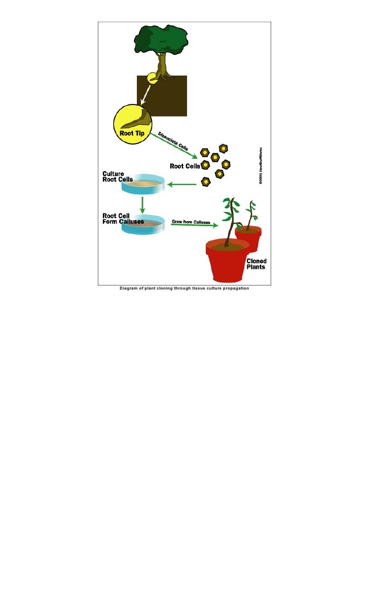 Plant Cloning through tissue culture propagation
