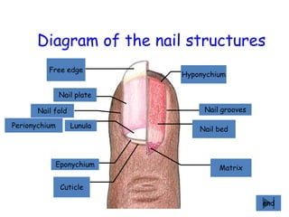 Diagram of the nail structures
Matrix
Nail bed
Nail grooves
Hyponychium
Free edge
Nail plate
Nail fold
LunulaPerionychium
Eponychium
Cuticle
end
 