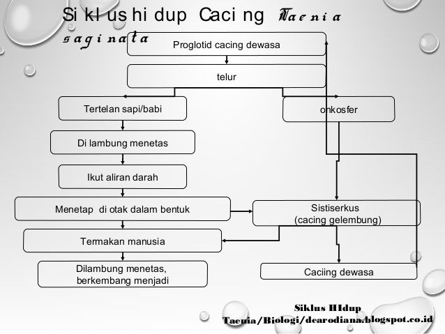 Siklus Hidup Fasciola Hepatica Schistosoma Japonicum