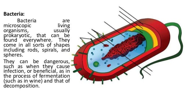 Diagrams of bacteria, nematode, fungi, virus, virion & prion