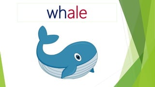 whale
 
