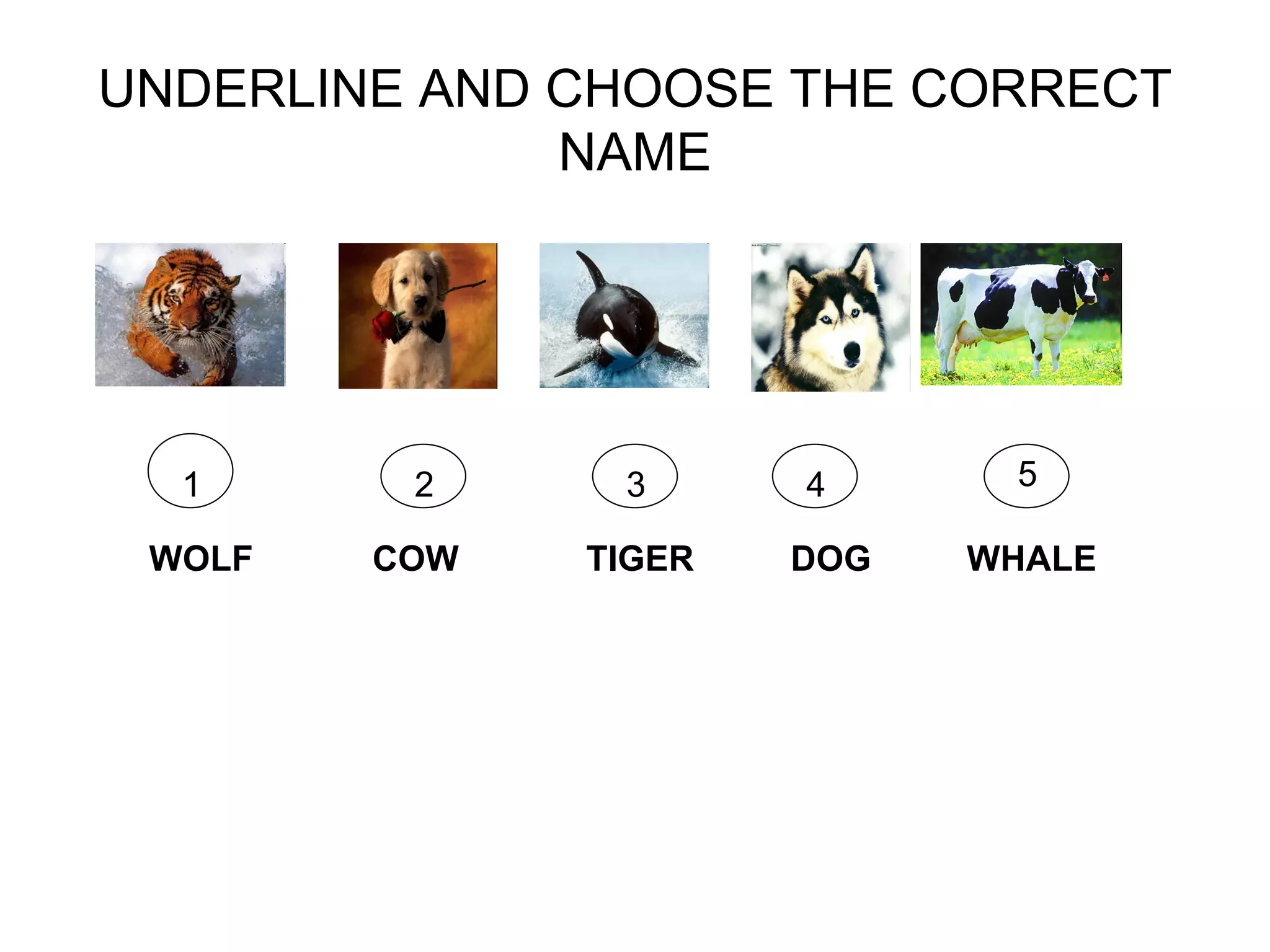 UNDERLINE AND CHOOSE THE CORRECT
NAME
1 2 3 4 5
WOLF COW TIGER DOG WHALE