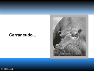Carrancudo...
 