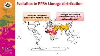 Overview of PPR in West Africa