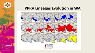 Overview of PPR in West Africa